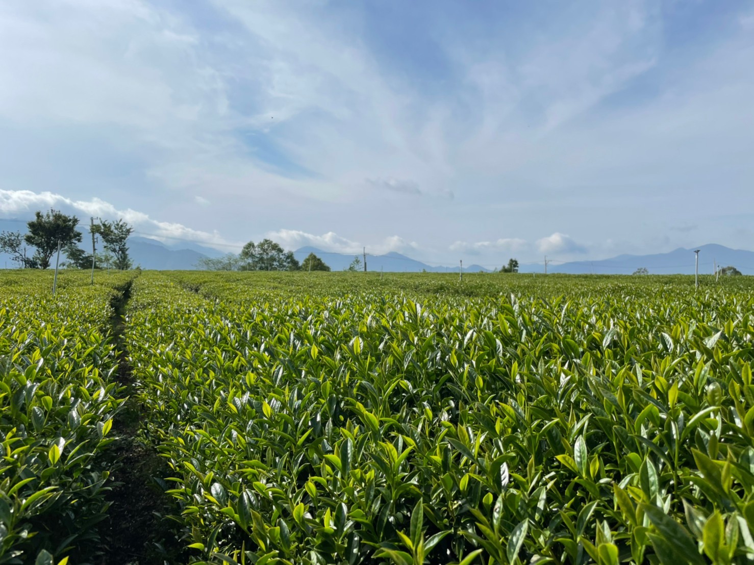 清泉流淌於雪山山脈