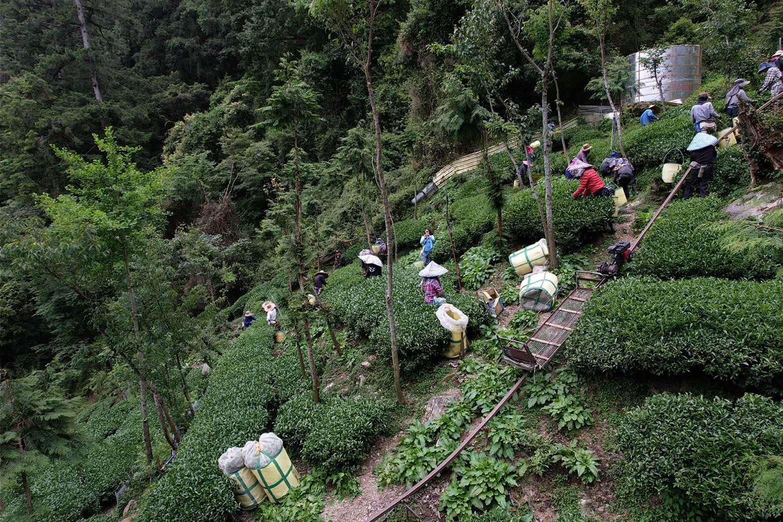 手工製茶工序照片